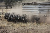 Berkshire pigs are raised free-range at McIvor Farm.