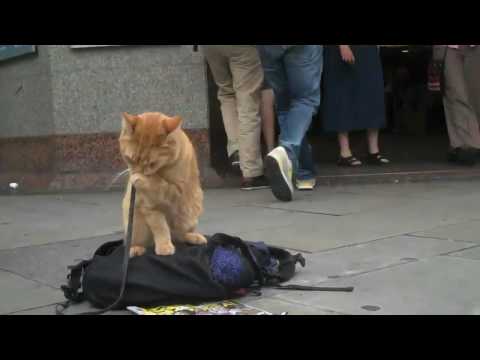 James and Bob the Big Issue cat (gap-themind.livejournal.com)