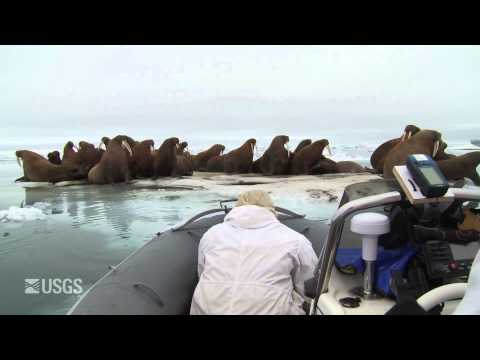 Tracking Pacific Walrus Trailer