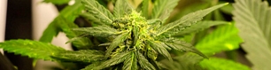 November Elections Could See One Quarter of Americans Free From Marijuana Prohibition