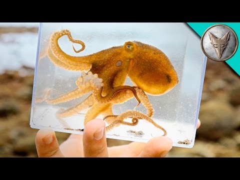 Incredible Octopus Catch!