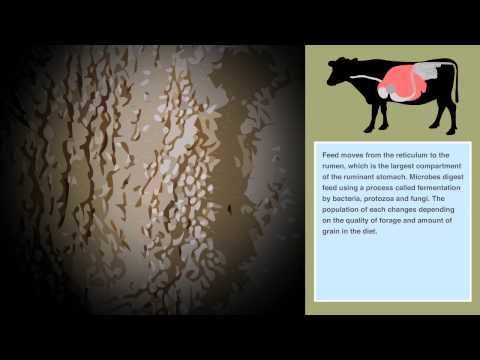 Ruminant Digestion - Methane