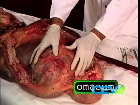 CEV Multimedia: Ruminant Digestive Systems: A Closer Look DVD Lesson Preview