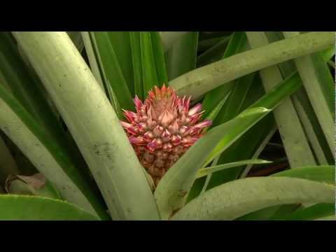 DOLE - Growing Pineapples