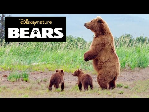 Disneynature Bears | Brown Bear Facts  |  Disney Insider