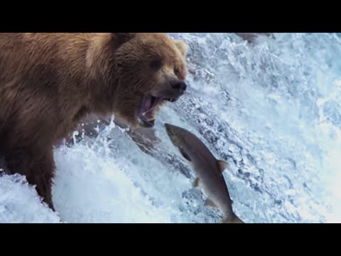 Grizzly Bears Catching Salmon - Nature's Great Events - BBC