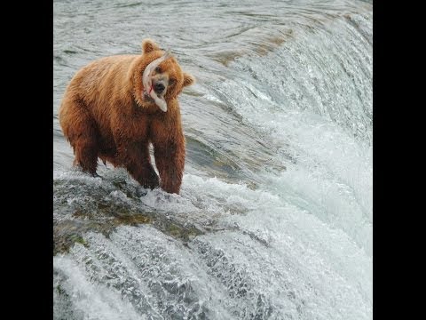 Brown Bears salmon fishing at Brooks Falls, Alaska