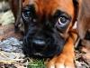 New laws to quash puppy farms