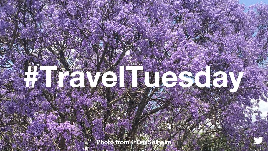 Purple Jacaranda trees with "#TravelTuesday" title on front