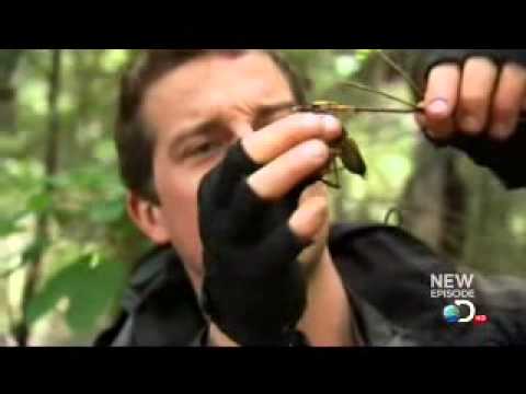 Bear Grylls ow-ow-ow-ow, Weta bit my Finger