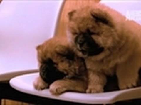 Chow Chow Checkup | Too Cute