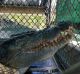 The crocodile transferred from Port Douglas to a crocodile farm.