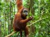 How to save big going wild in Sumatra