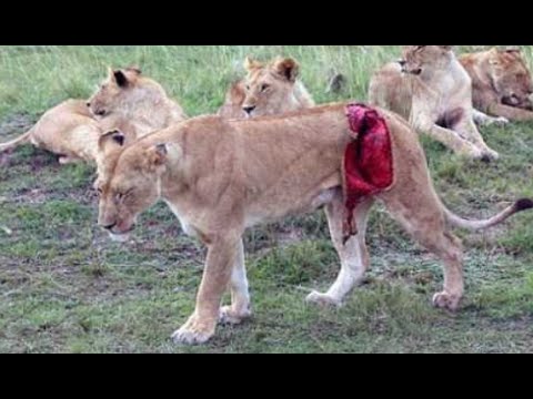 The Fight For Survival - Africa Wildlife Documentary