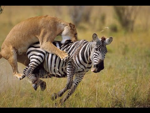 Lions the Best Hunters Ever!  Wildlife Documentary 2015