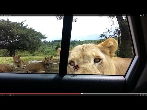 Lion opens car door