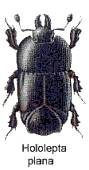 Hololepta plana