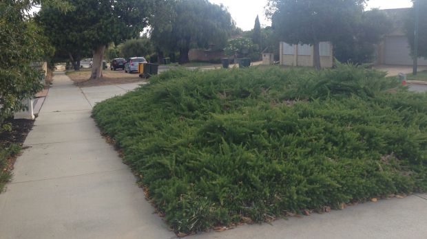 A waterwise native verge in Perth.