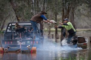 Locals deal with the floods near Oxley.