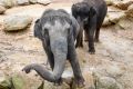 Melbourne Zoo's elephants Num-Oi (front) and Kulab.  