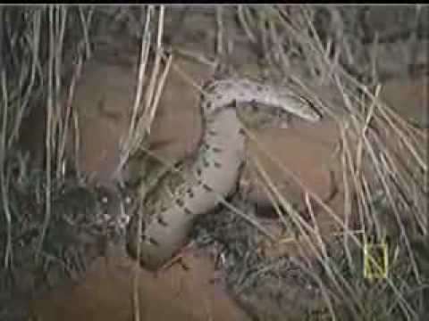 African Honey Badger Eats Snakes