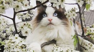 Barbara Mecham: "My Grandcat Bo enjoying the spring blossoms. In his backyard at Dunlop."