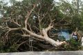 A resident attempts to pass a tree downed by the high winds of Hurricane Nicole in St Georges, Bermuda.