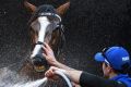 Hartnell enjoys a hose down after his work at Moonee Valley on Thursday.