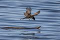 The tiger snake swimming in Herdsman lake with a fantail flying above.