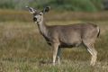 A motorcyclist was seriously injured after hitting a deer.