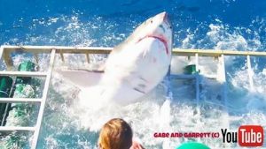 The Great White smashes through the diving cage.