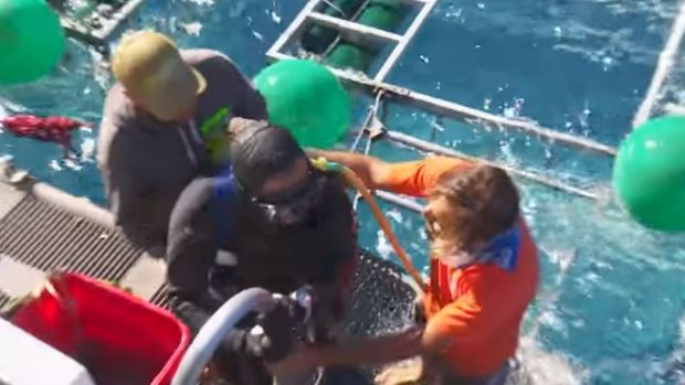 The diver master emerges from the shark cage - shaken but unhurt.