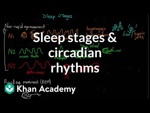 Sleep stages and circadian rhythms