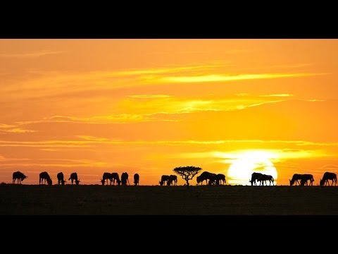 ► THE GREATEST ANIMAL MIGRATION (HD, Full Documentary)