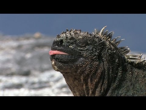 The Galapagos Islands HD