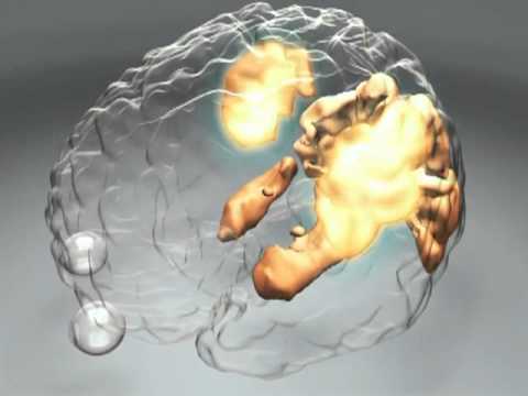 How Does the Brain Work? - Human Cognition | PSYCHOLOGY & BRAIN SCIENCE VIDEO