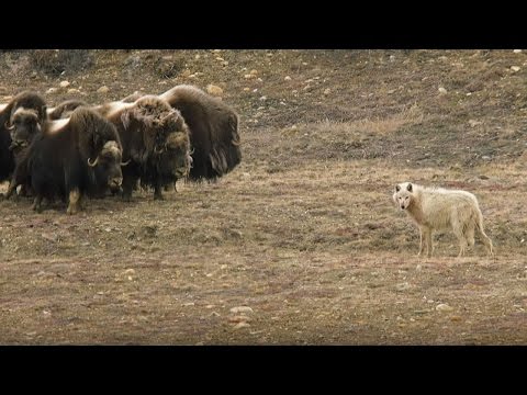 Wolves Vs Herd of Muskox - Snow Wolf Family And Me - BBC