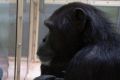This photo provided by Kumamoto Sanctuary, Japan, and Max-Planck Institute for Evolutionary Anthropology, Germany, shows ...