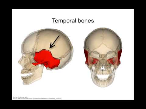 Skull - anatomy tutorial