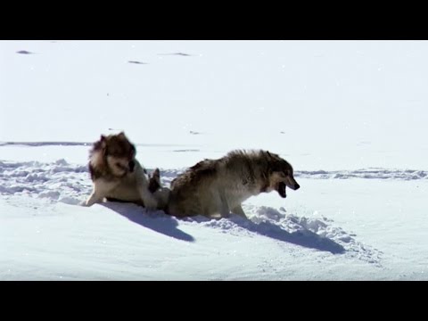 Wolves Unable to Separate After Sex! - Animal Attraction - BBC