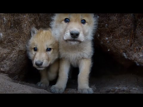 Young Wolves Filmed Using Remote Camera! - Snow Wolf Family And Me - BBC