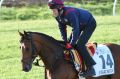 Sir Isaac Newton gallops during trackwork at Werribee.