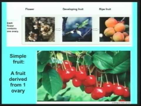 Biology 1B - Lecture 34: Introduction to plant morphology an