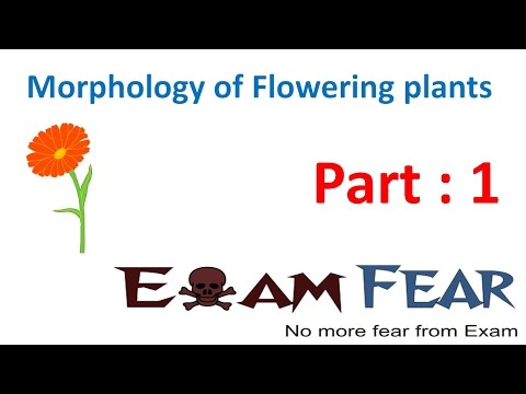 Biology Morphology of Flowering Plants part 1 (Introduction) CBSE class 11 XI