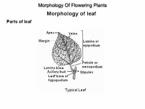 XI - Biology - Morphology Of Flowering Plants for NEET