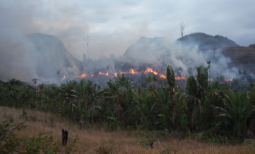 The palm oil industry claims its latest victims