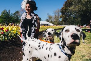 Rachel Morrissey of Macgregor dressed as Cruella de Vil with Dalmations Ella and Hairy.