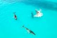 The amazing view of the pod of whales via drone