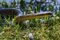 A man was taken to Austin Hospital after being bitten by tiger snake in north-east Melbourne.