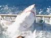 Great white breaks into diving cage